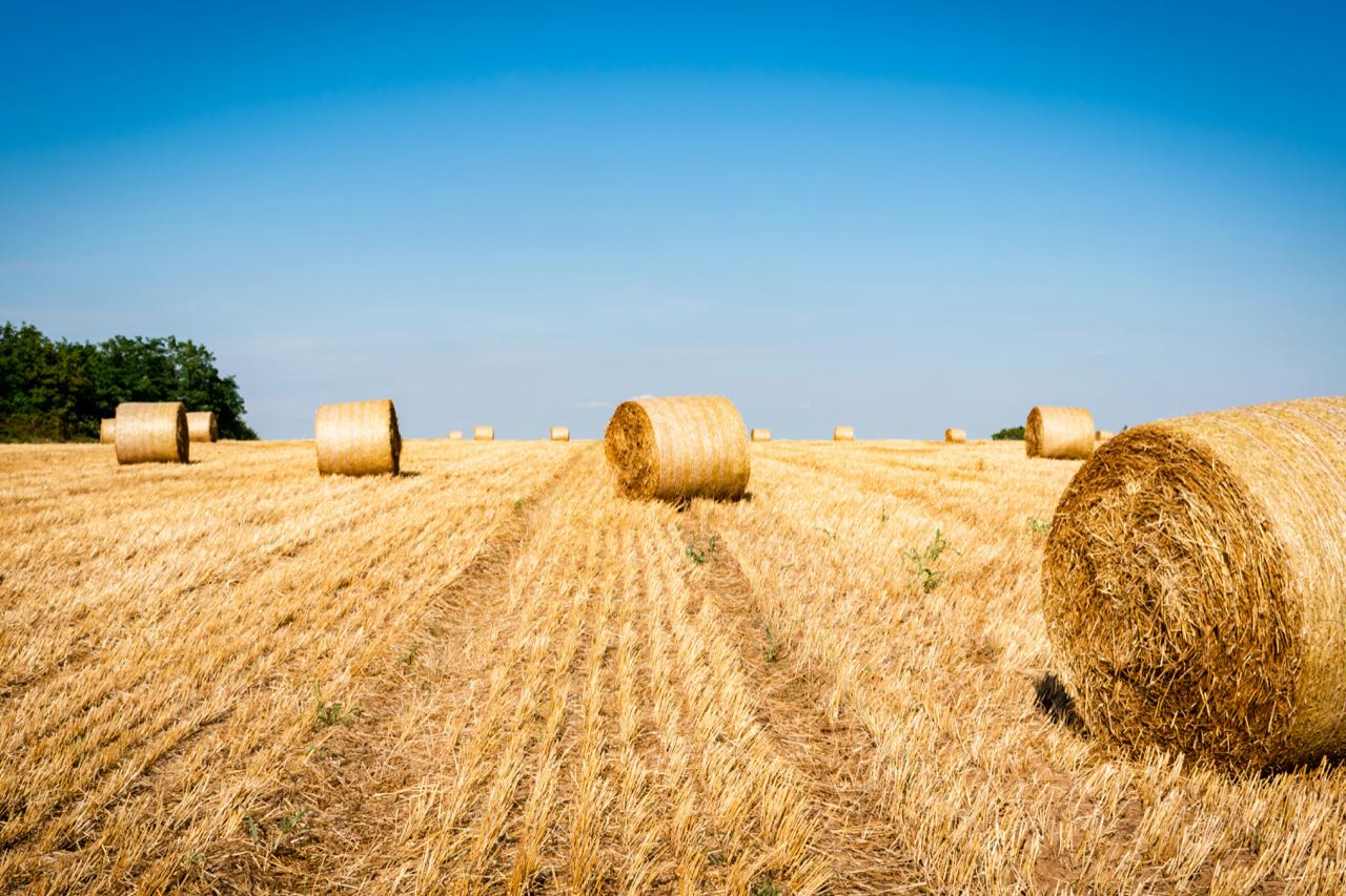 Round straw bales on a harvested field under a clear blue sky