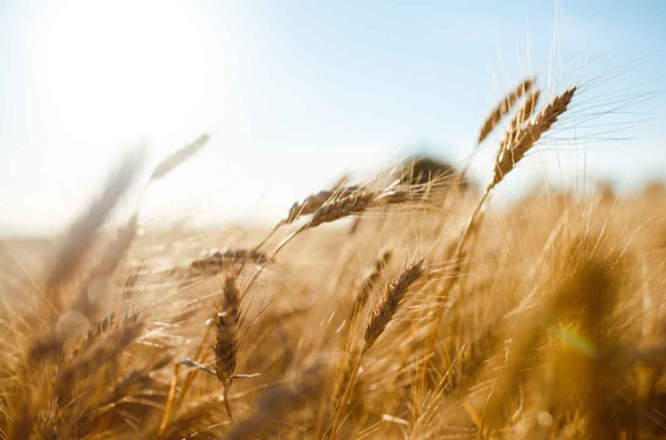 Ripe barley ears lit by a low sun