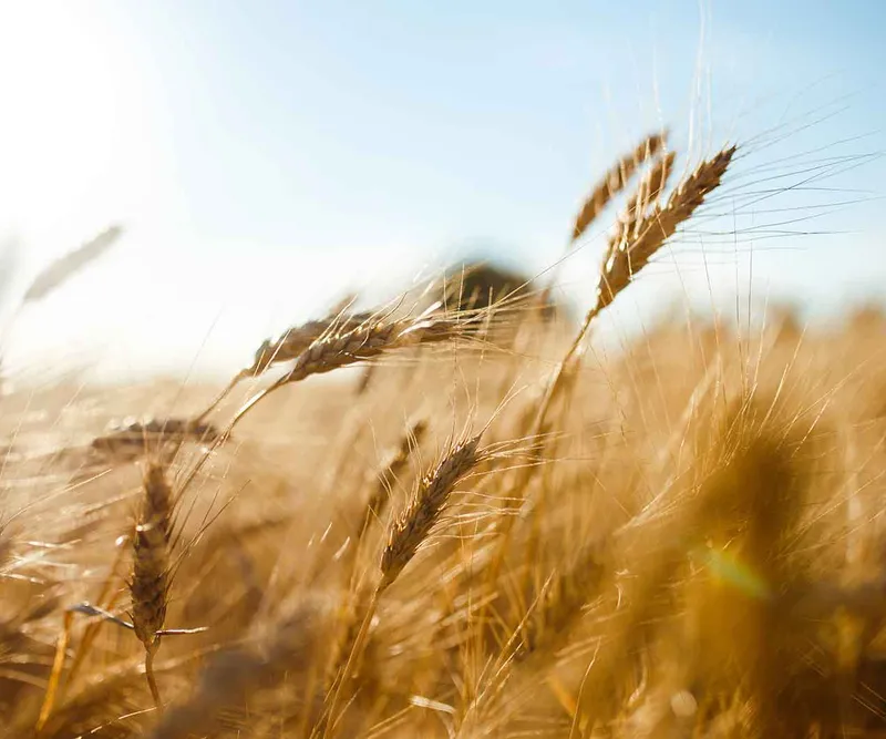 Ripe barley ears in a field, lit by low sun