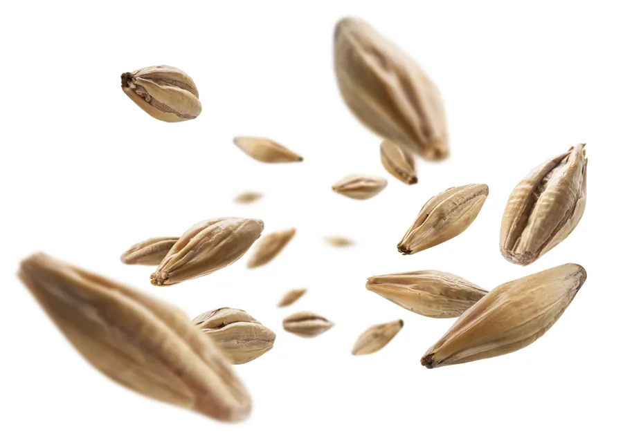 Malted barley grains suspended in the air