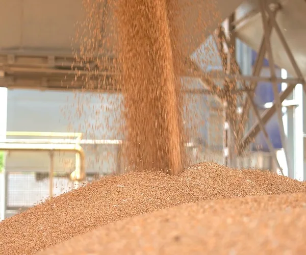 Loose malt pouring from a loading chute onto a bulk pile