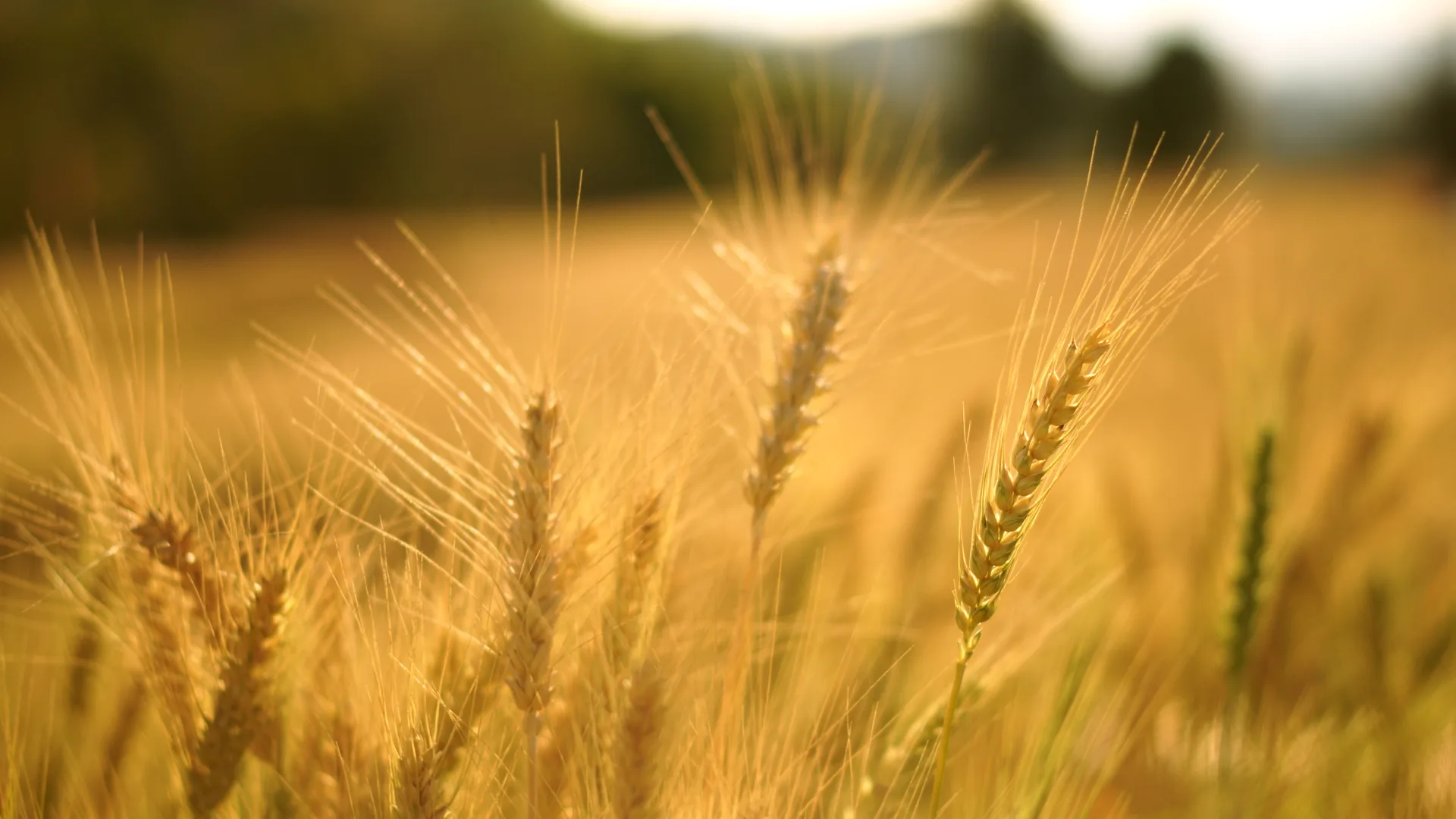 Ripe ears of grain with long awns in a field, lit by low golden sunlight
