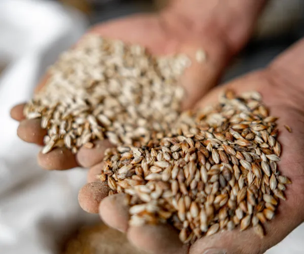 Cupped hands holding a sample of grain