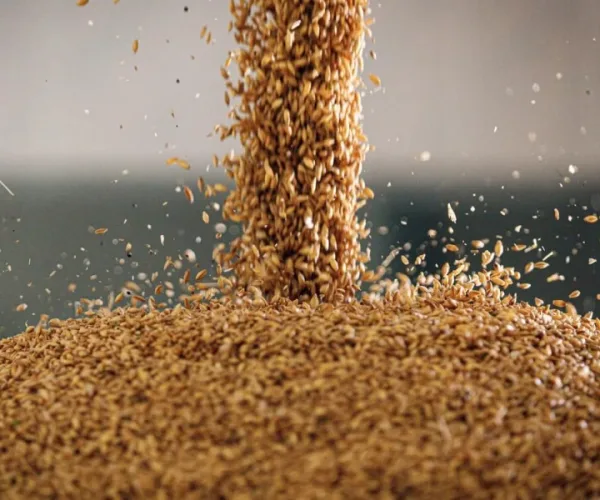 Barley pouring onto a pile of grain