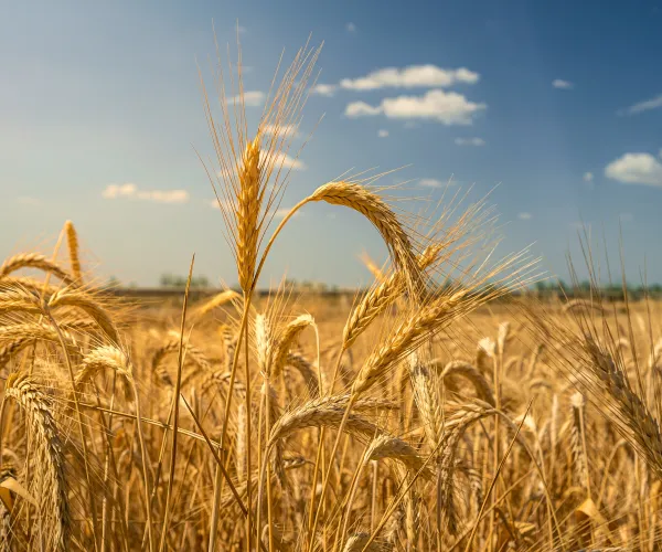 Cevada madura em um campo sob um céu azul